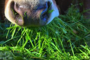 permaculture pastures