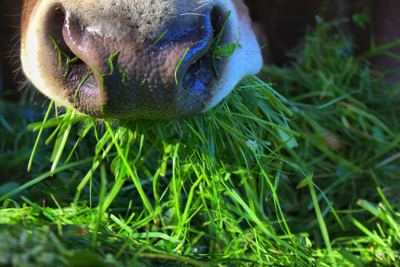 grass fed beef permacuture pastures