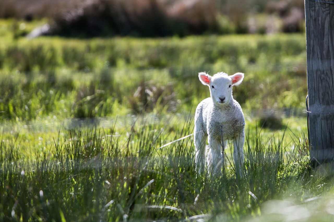 permaculture pastures farmgates