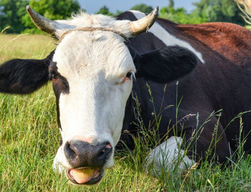 Never-Fail Rules for Grazing — On Pasture